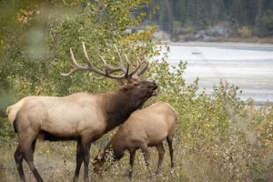 За полгода во Владимирской области произошло более 70 ДТП с лосями