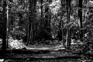 Пропавшего в Муроме 75-летнего пенсионера нашли мертвым
