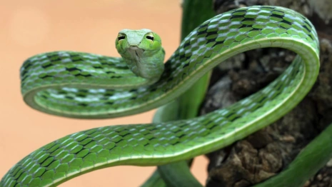 Жителям Владимирской области запретят держать дома змей и ящериц