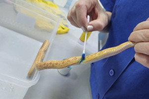 Владимирские ветеринары спасли змею после нападения кота