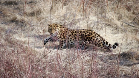 Число участников кампании по сохранению дальневосточного леопарда растет