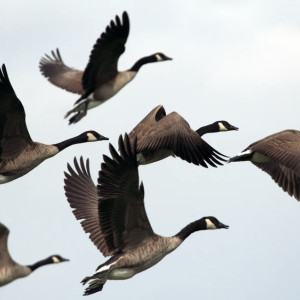 День Никиты Гусятника: что можно и нельзя делать 28 сентября