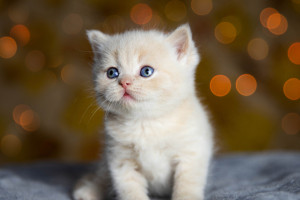 Во владимирском микрорайоне ликвидировали очаг бешенства
