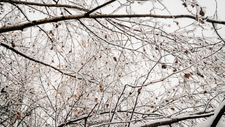 Прогноз погоды во Владимирской области на 13 декабря