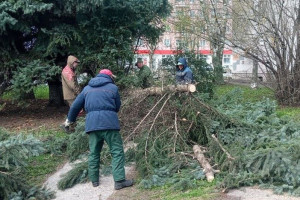 Шквалистый ветер повалил голубую ель во Владимире