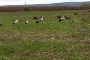 Во Владимирской области заметили группу краснокнижных белых аистов