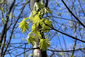 День Ивана Ветхопещерника: что можно и чего нельзя делать 2 мая