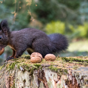 Ореховый Спас: что можно и нельзя делать 29 августа