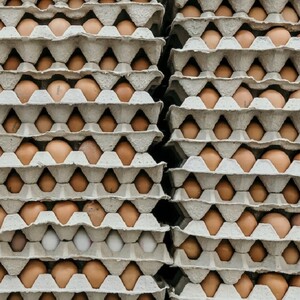 Во Владимирской области с птицефабрик собрали 580 млн яиц