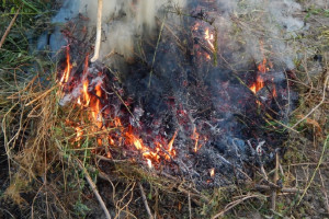 Во Владимирской области ландшафтные пожары за сутки выжгли пять участков
