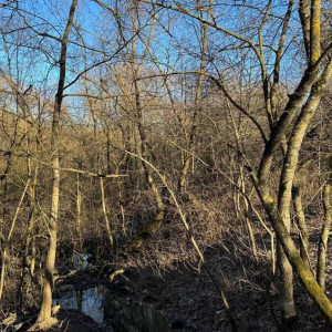 Владимирцы запустили петицию против вырубки 4 тыс. деревьев у ДТЮ