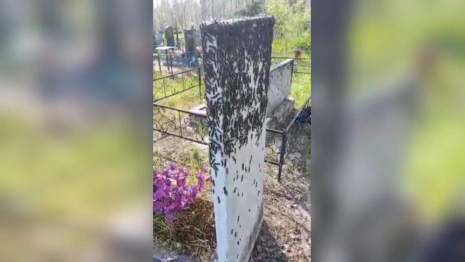 Гусеницы шелкопряда в Гусь-Хрустальном добрались до кладбищ