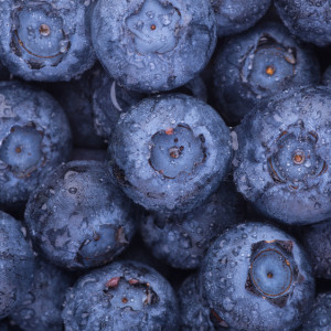 Во Владимирскую области завезли 5980 саженцев белорусской голубики