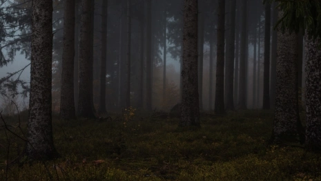 Пропавшую 82-летнюю жительницу Гороховца нашли мертвой