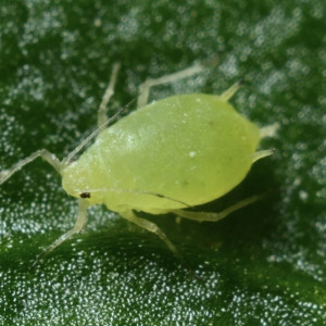 Во Владимирской области от укусов клещей пострадали 83 взрослых и 26 детей