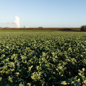 Во Владимирской области нашли токсины в почве на 17 участках