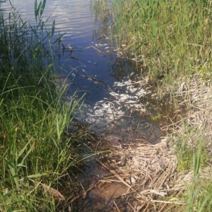 В Судогодском районе в озере Якушевское массово погибла рыба