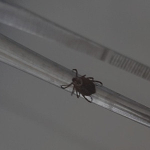 С жителей Владимирской области сняли 8 зараженных вирусами клещей