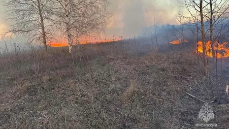 Во Владимирской области около деревни загорелись 50 гектаров сухой травы