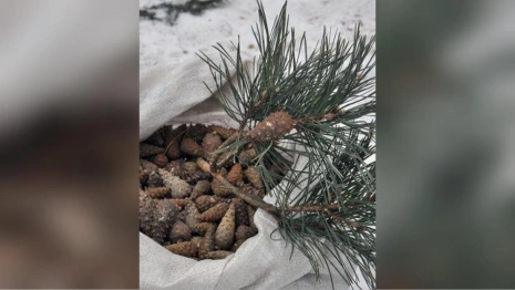 Во Владимирской области объявили сбор шишек