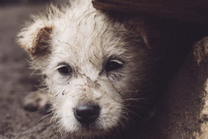 Во Владимирской области назвали признаки агрессии бездомных животных