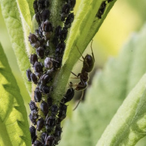 Во Владимирской области вши обнаружили у 197 человек