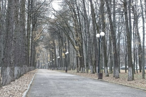 Мэрия Владимира отменила торги по вырубке 250 деревьев в Центральном парке