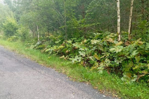 Житель Владимирской области пожаловался на заросшую борщевиком обочину 