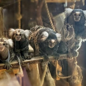 Во Владимире животных на выставке содержали среди плесени