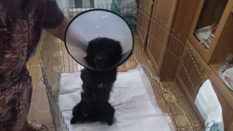 Выбросившая собаку с балкона жительница Кольчугино избежала реального срока