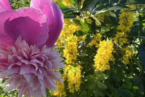 Прогноз погоды во Владимирской области на 30 июля 2025 года