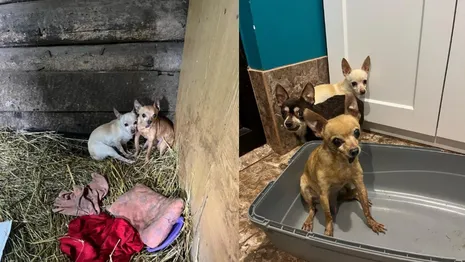 Волонтеры ищут дом для 3 собак после гибели их хозяйки в ДТП под Александровом