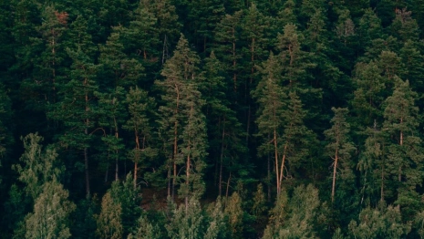 Во Владимирской области пропавшего без вести мужчину с татуировками нашли мертвым
