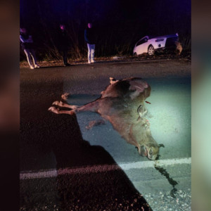 Стали известны подробности смертельного ДТП с лосем под Собинкой