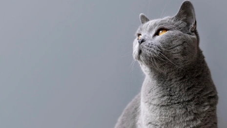 Народные приметы на 26 января 2024 года: что можно и нельзя делать в Ермилов день