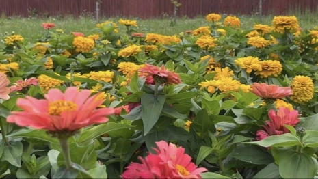 Во Владимире выбрали подрядчика для озеленения города