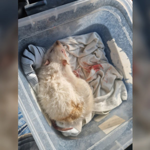 Во Владимирской области расстреляли двух крыс