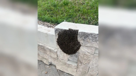 Прохожих в центре Владимира напугал рой пчел