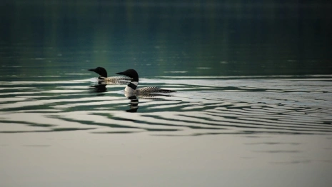 На Соловьином пруду во Владимире ликвидировали очаг птичьего гриппа