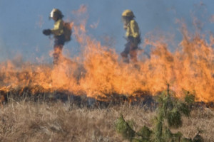 Во Владимирской области пожары охватили сухую траву в 72 местах