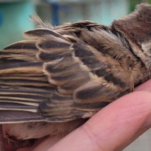 Во Владимирской области поймали пернатого нарушителя ПДД