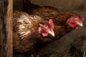 В Гусь-Хрустальном ликвидировали очаг азиатской чумы птиц