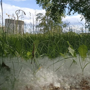 Гайд «День во Владимире». Как аллергикам выжить в сезон тополиного пуха