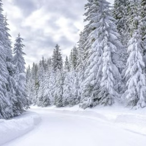 Пропавшую в конце декабря во Владимирской области 76-летнюю бабушку нашли живой