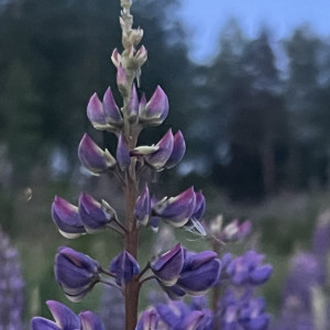 Прогноз погоды во Владимирской области на 8 мая 2025 года