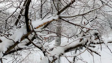 Метеоролог Шувалов предупредил жителей Владимирской области о сильных снегопадах