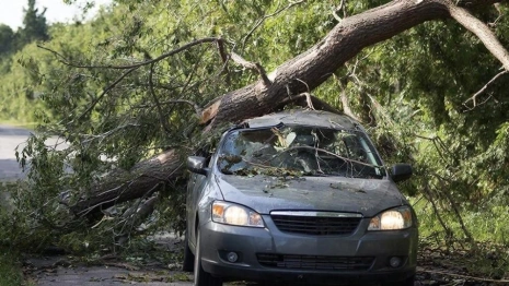 У «ДСУ-3» отсудили 157 тыс. рублей за падение дерева на машину во Владимирской области