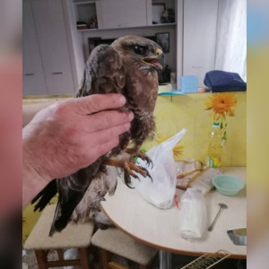 В Ковровском районе охотничий инспектор спас попавшего под машину канюка