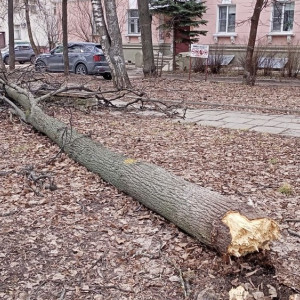 Шторм повалил дерево в центре Владимира