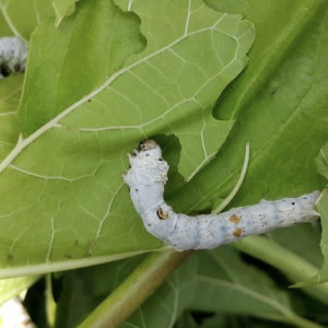 Во Владимирской области власти отказались бороться с нашествием гусениц